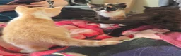 Mixed Breed cats for sale: Gorgeous kittens - Advert 7