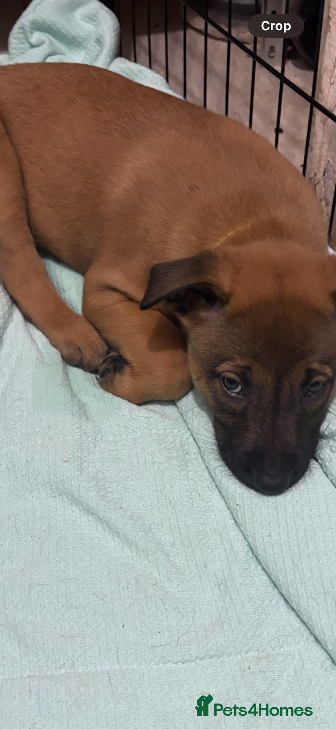 Mixed Breed dogs for sale: Belgian mali cross bullgreyhound PUPPIES  - Advert 19