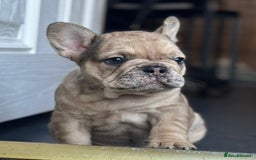 French Bulldog dogs for sale: 3 beautiful French bulldog puppies  - Image 12