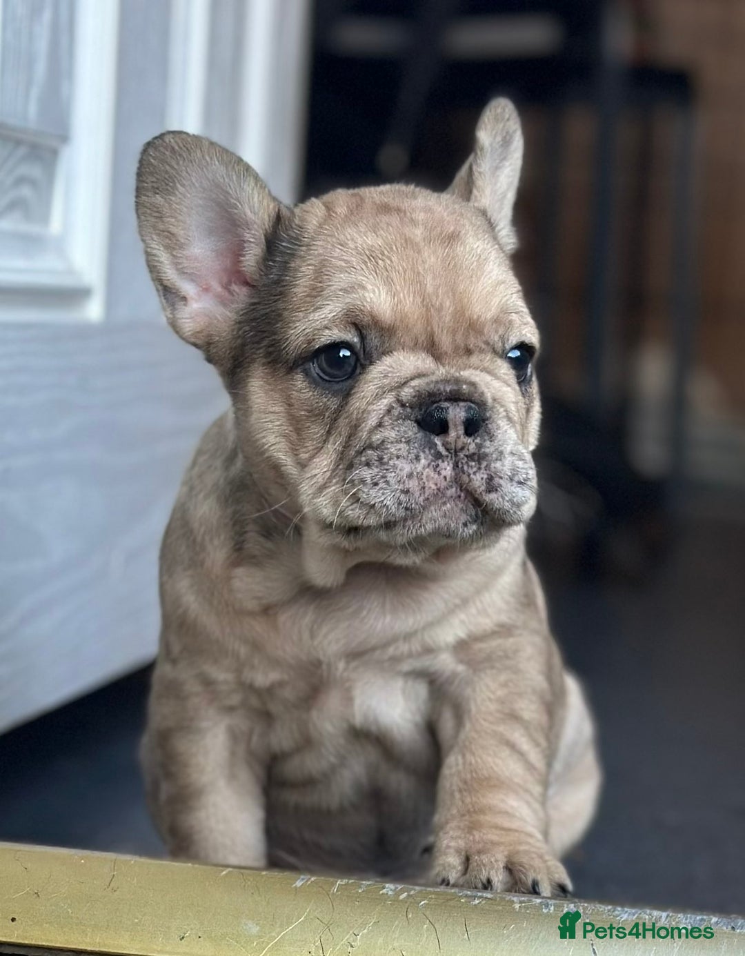 French Bulldog dogs for sale: 3 beautiful French bulldog puppies  - Image 12