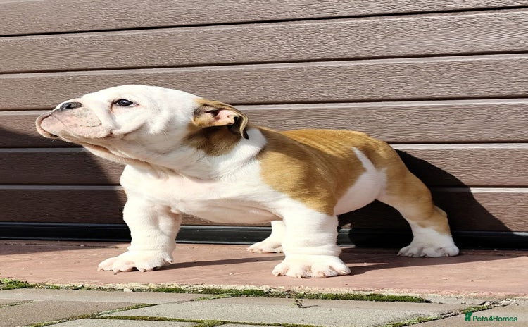 English Bulldog dogs - Advert 4