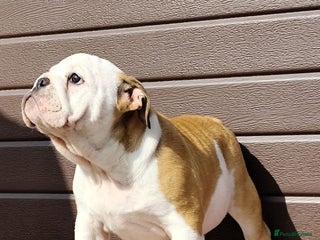 English Bulldog dogs - Advert 13
