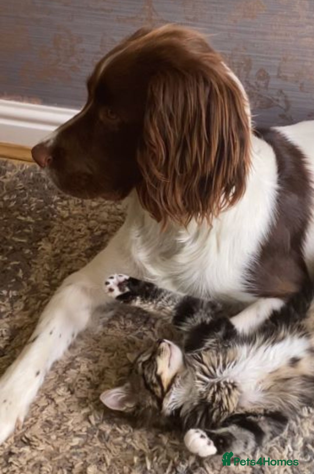Mixed Breed cats for sale: Beautiful Tame Kittens Tabby Black White - Image 13