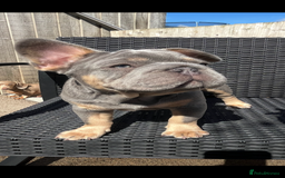 French Bulldog dogs for sale: Beautiful French bulls  - Image 9
