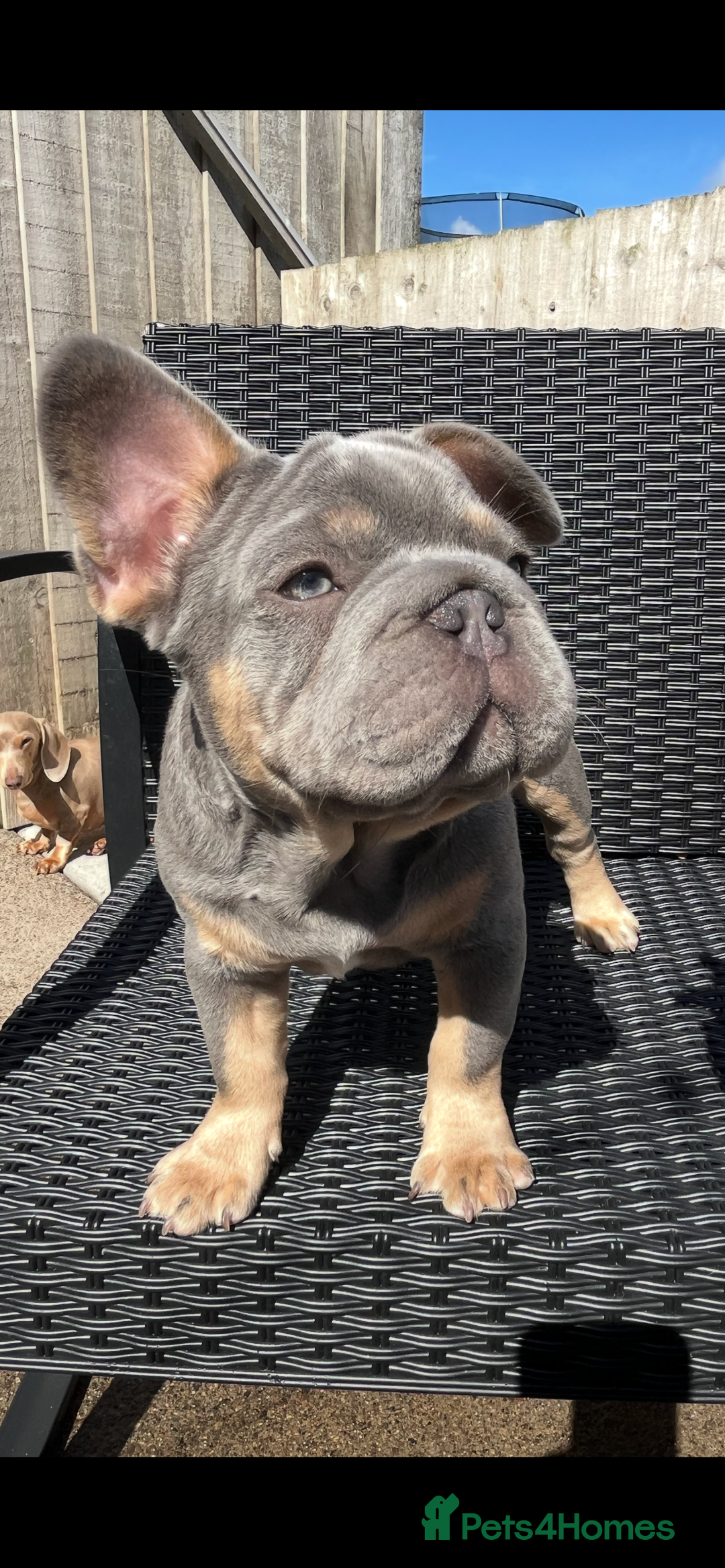 French Bulldog dogs for sale: Beautiful French bulls  - Image 9
