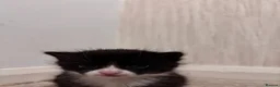 Mixed Breed cats for sale: Grey Kitten, Black & White - Advert 8
