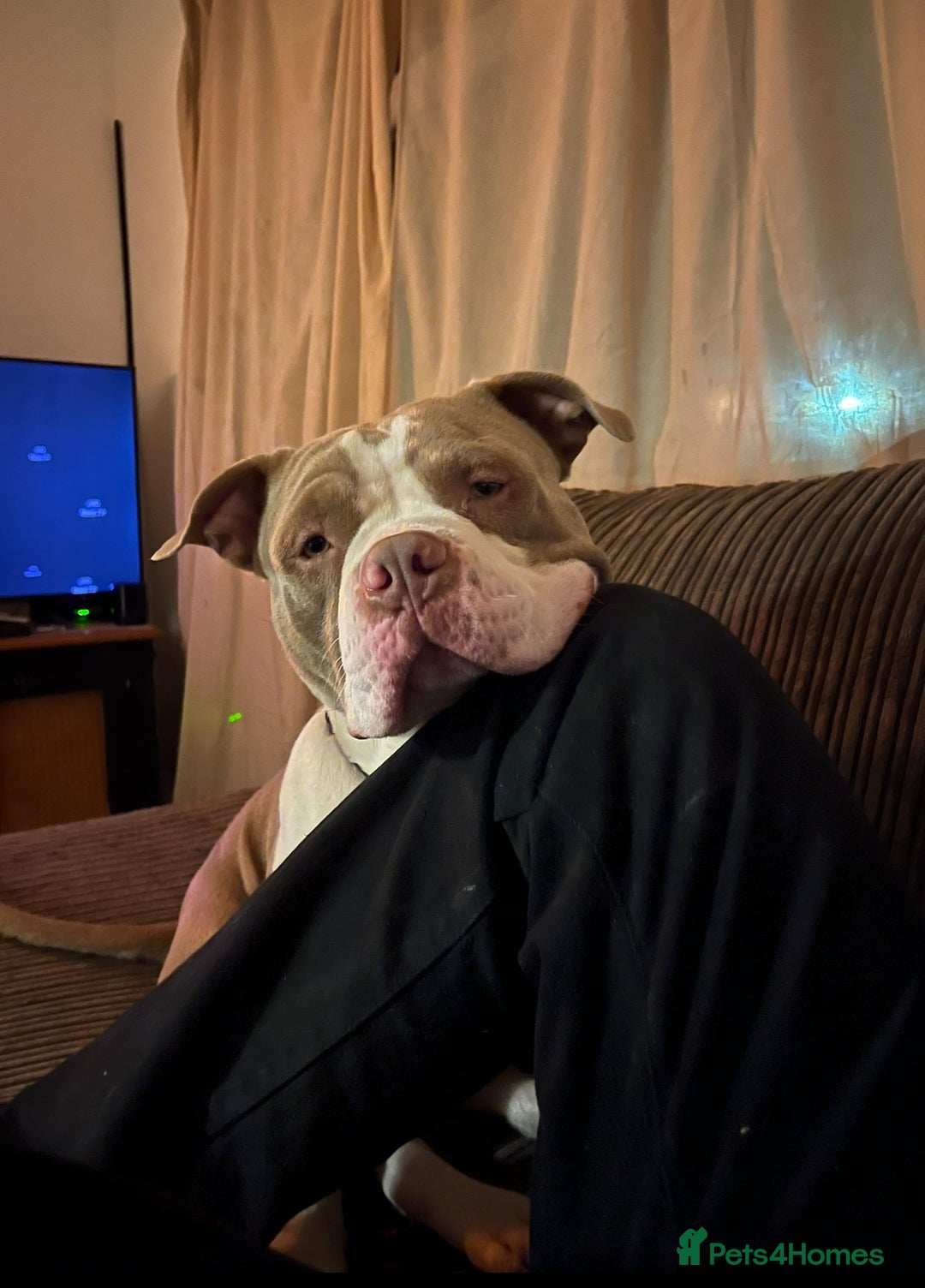 Mixed Breed dogs for sale: Nigel the pocket bully - Advert 3