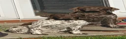 German Shorthaired Pointer dogs for sale: KC Registered German Shorthaired Pointer Puppies - Advert 2