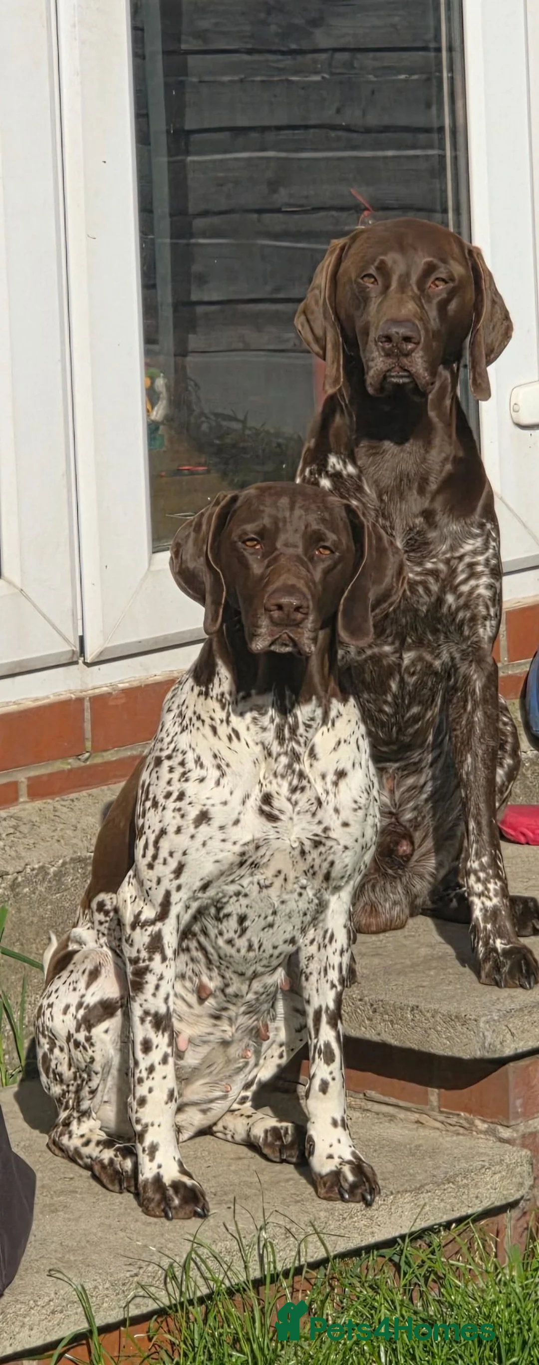 German Shorthaired Pointer dogs for sale: KC Registered German Shorthaired Pointer Puppies - Advert 2