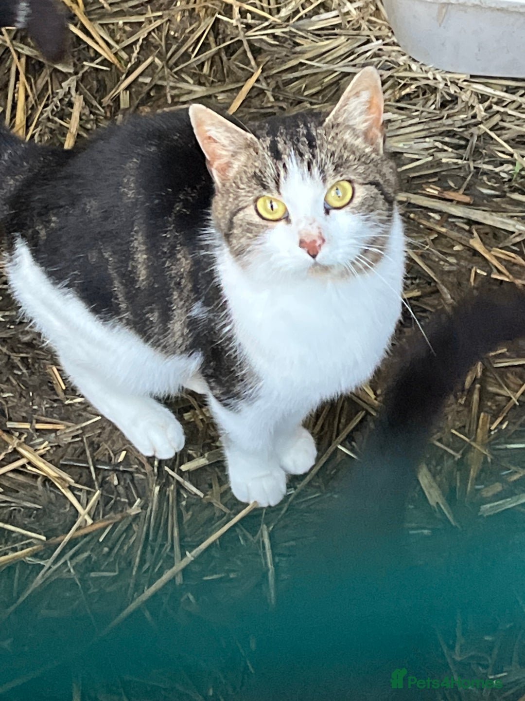 Mixed Breed cats for sale: Lovely yards /family kittens - Image 9