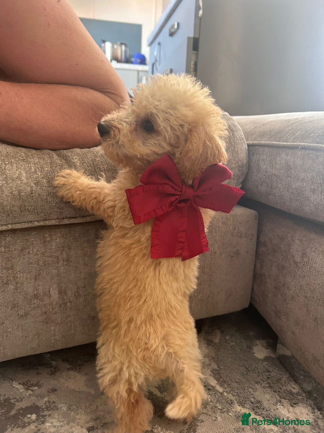 Jackapoo dogs for sale: Cream jackapoos f1b short legged  - Image 14
