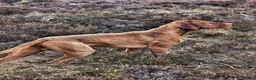 Hungarian Vizsla dogs for sale: Hungarian Wirehaired Vizsla in Falkirk - Advert 7