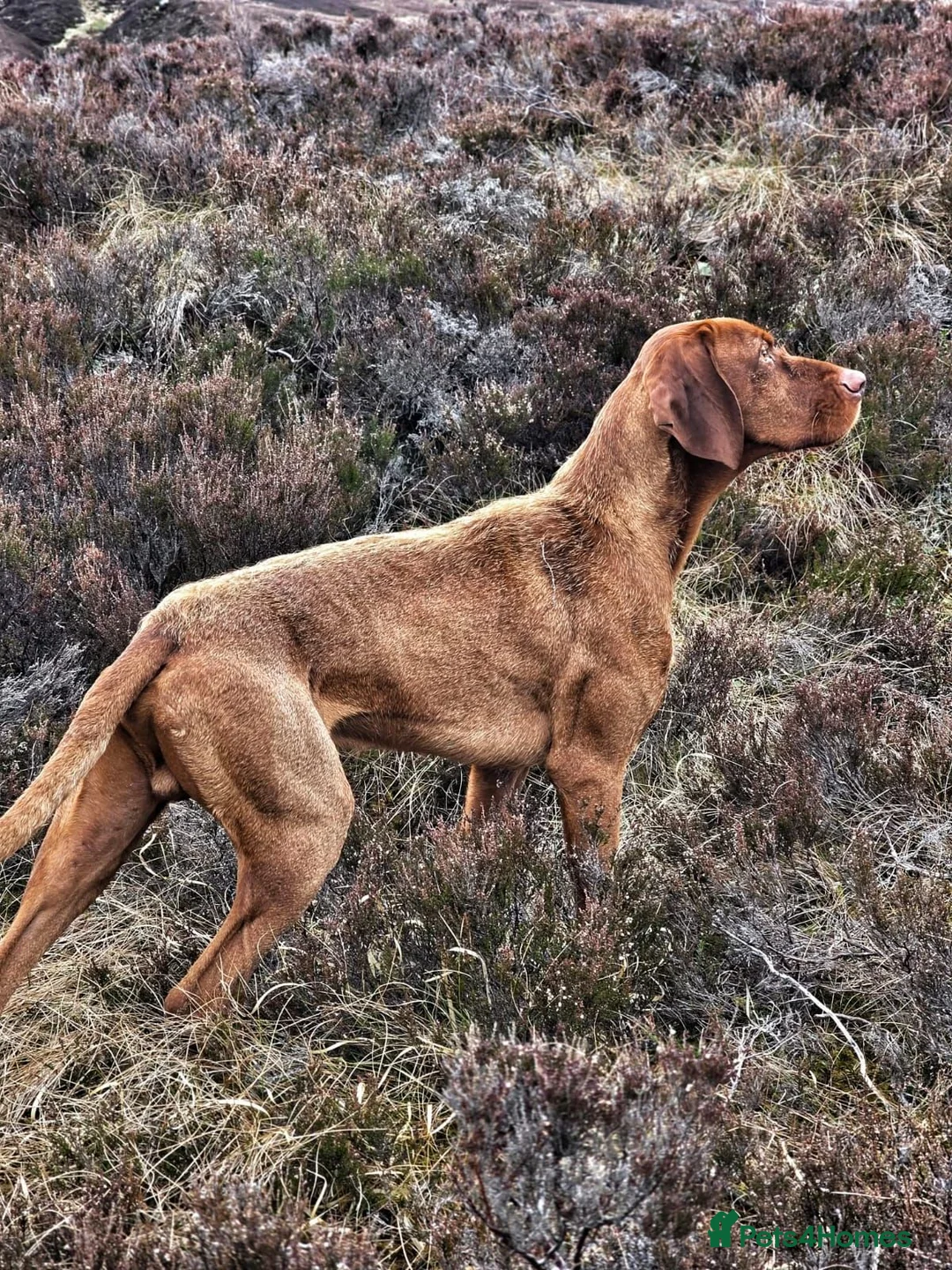 Hungarian Vizsla dogs for sale: Hungarian Wirehaired Vizsla in Falkirk - Advert 7