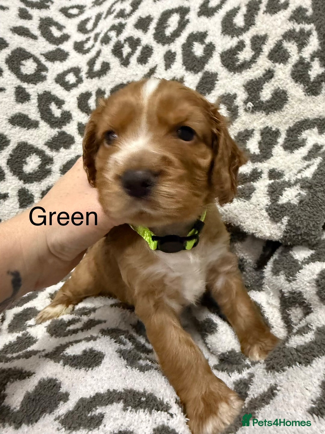 Cocker Spaniel dogs for sale: Beautiful cocker spaniels  - Advert 6