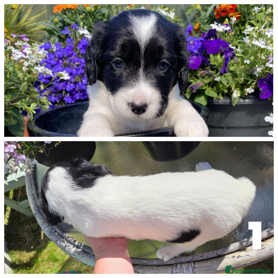 Sprollie dogs for sale: Sprollie puppies - Image 4