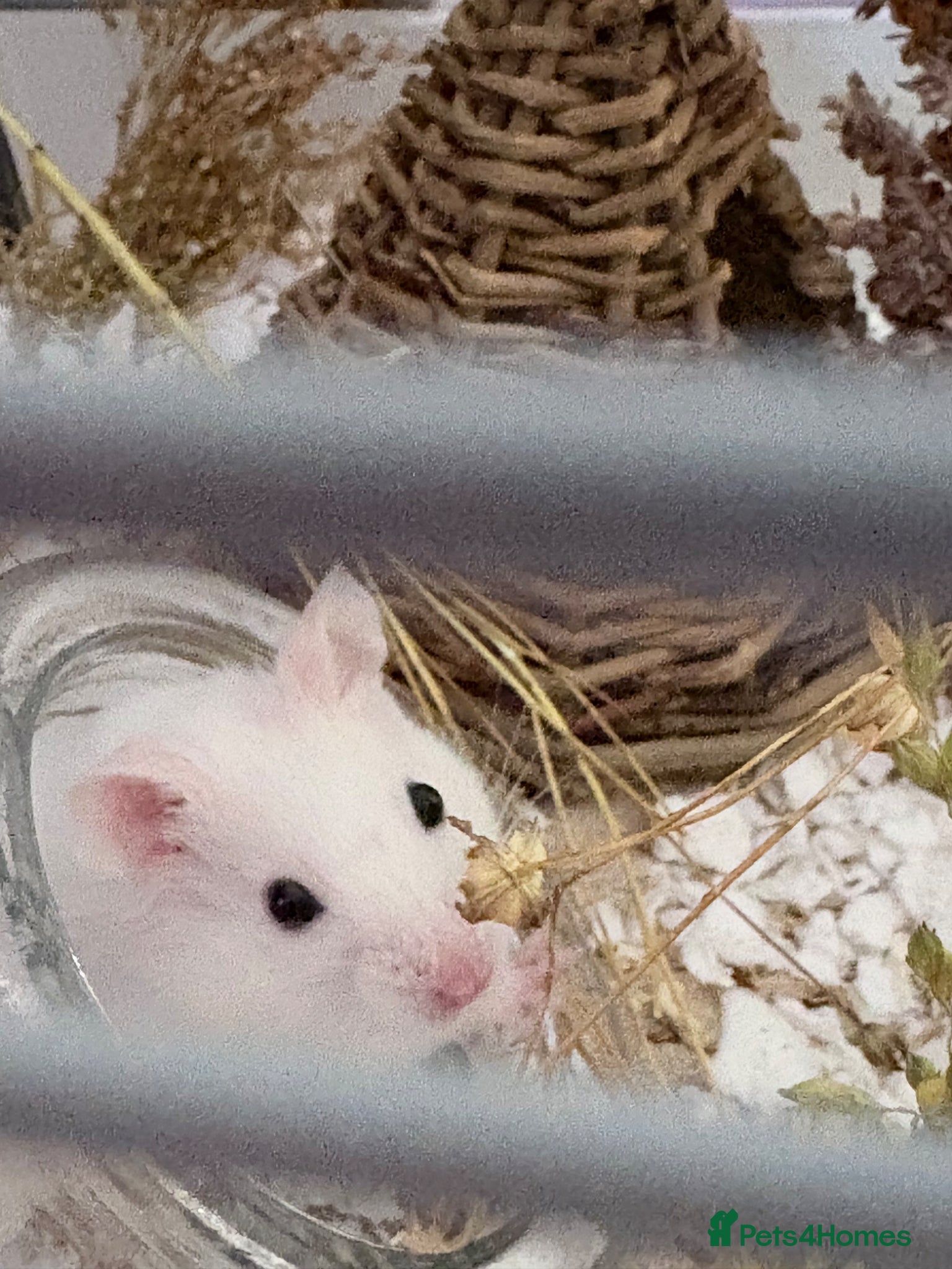 Hamster rodents for sale: Syrian hamster cage and all accessories included  - Advert 4