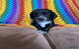 Cocker Spaniel dogs for sale: Outstanding Cocker Spaniel Puppies for Sale.  - Image 3