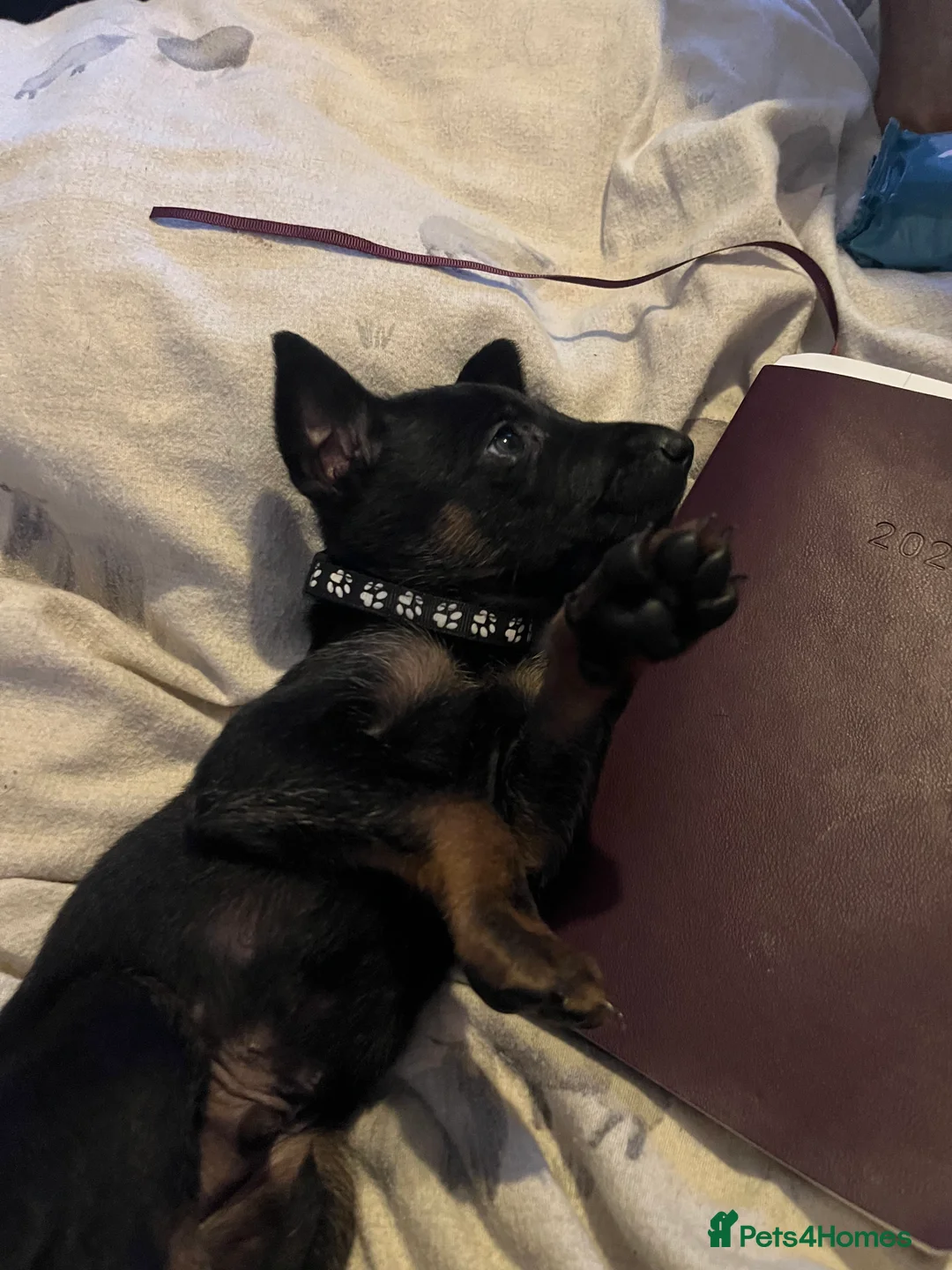 Mixed Breed dogs for sale: Doberman x Malinois x German Shepherd Puppies  - Advert 15