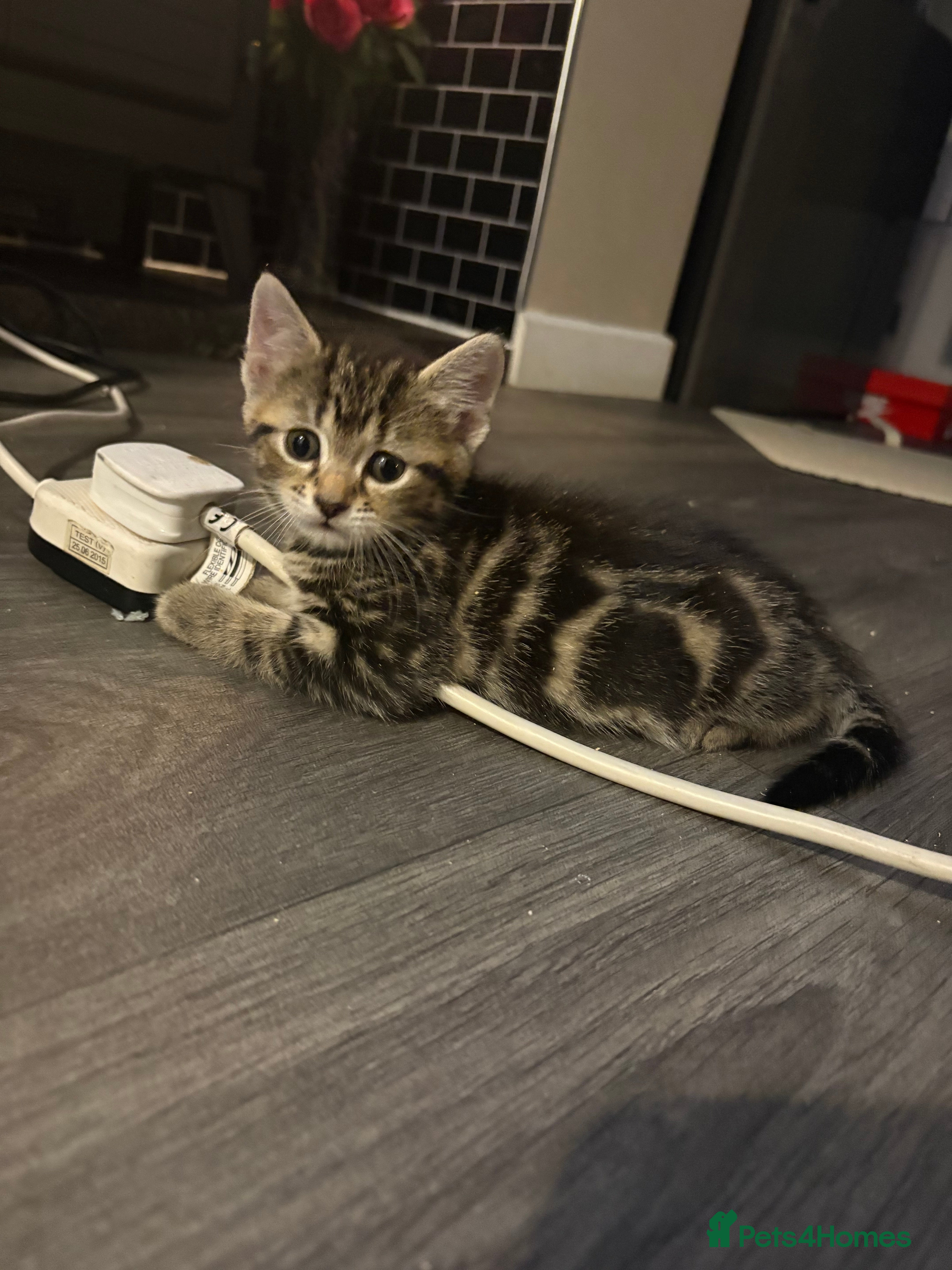 Mixed Breed cats 2 male kittens - Advert 1