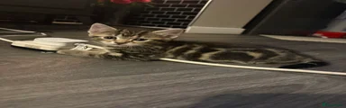 Tabby male