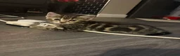 Mixed Breed cats for sale: 2 male kittens - Advert 1