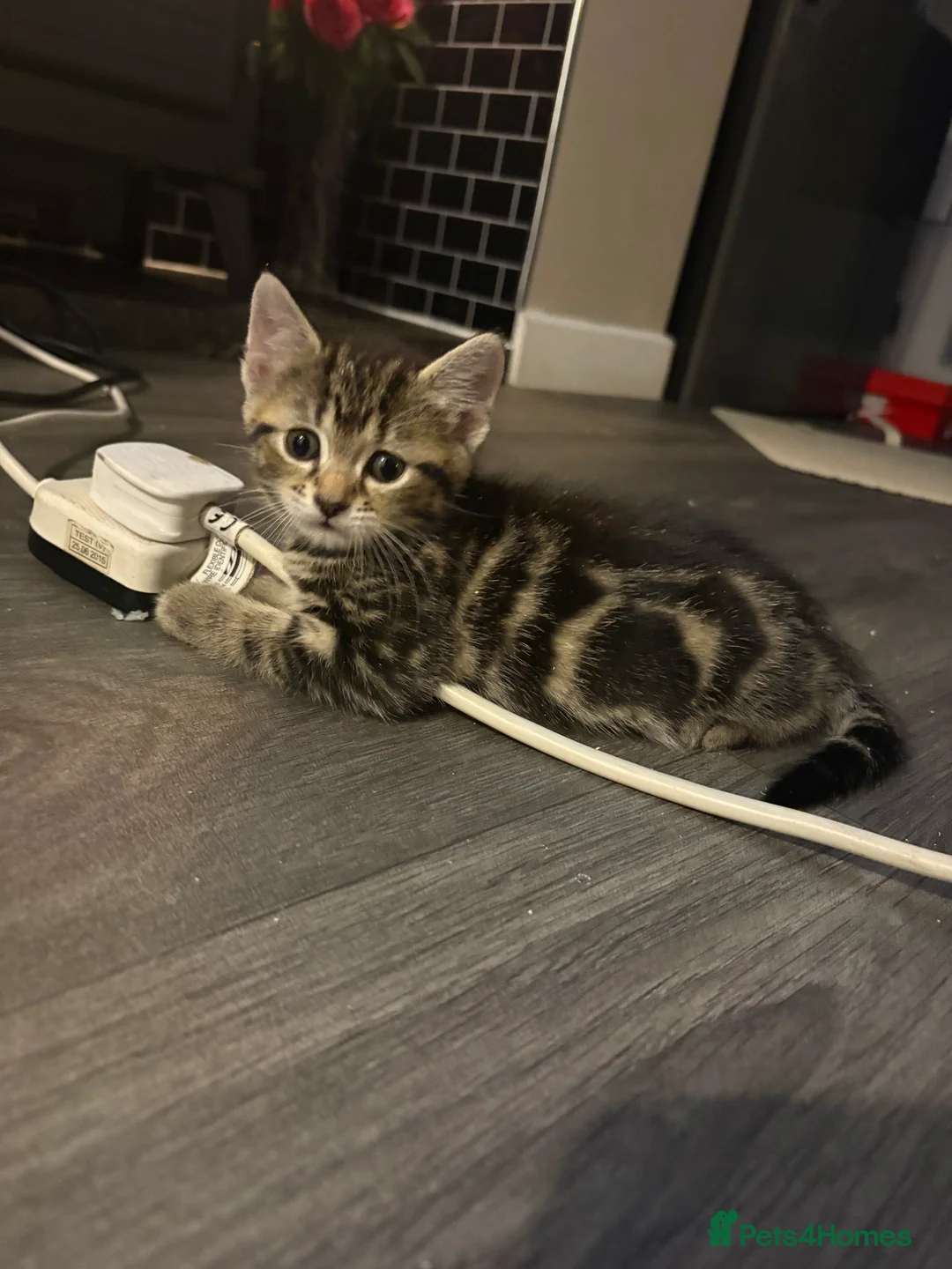 Mixed Breed cats for sale: 2 male kittens - Advert 1