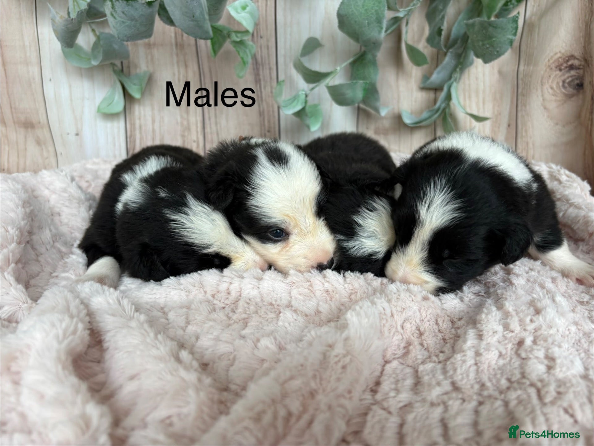 Border Collie dogs Gorgeous Seal & Black&White Border Collie Puppies  - Advert 2