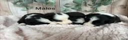 Border Collie dogs for sale: Gorgeous Seal & Black&White Border Collie Puppies  - Advert 2