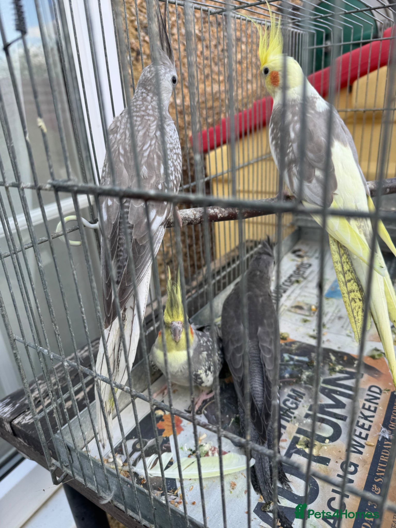 Budgerigars birds Cockatiels for sale - Advert 23