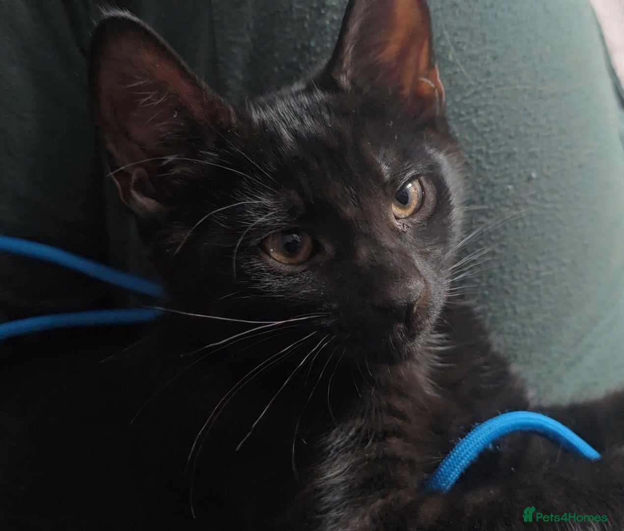 Mixed Breed cats Vaccinated microchipped BOY🐾ready-LAST ONE - Advert 6