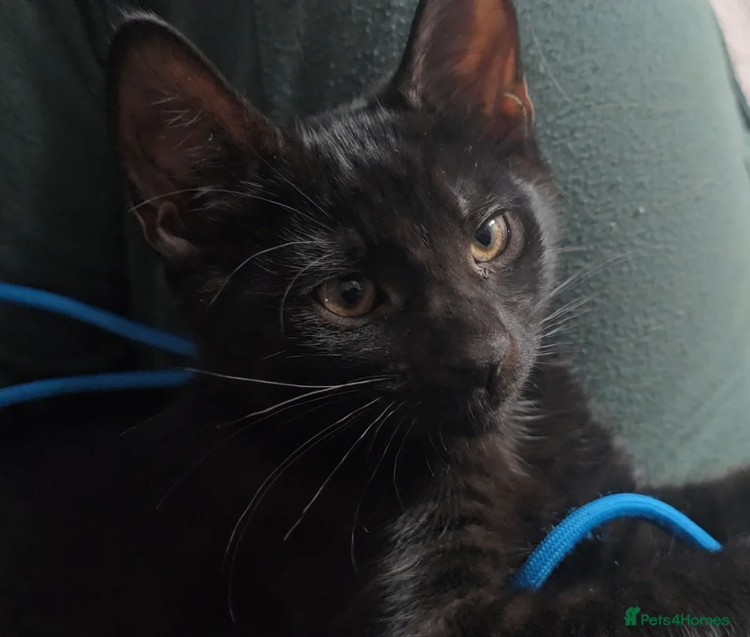 Mixed Breed cats for sale: Vaccinated microchipped BOY KITTEN🐾ready-LAST ONE - Advert 2