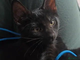 Mixed Breed cats Vaccinated microchipped BOY🐾ready-LAST ONE - Advert 6
