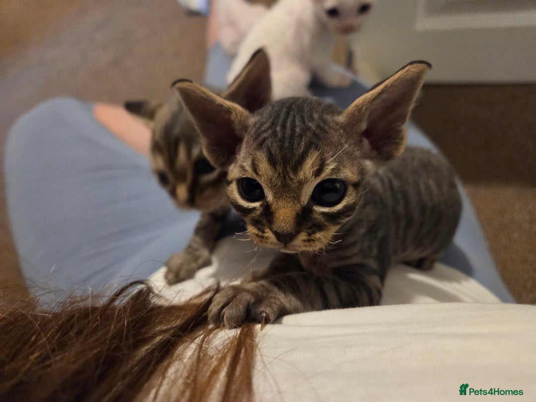 Devon Rex cats for sale: ✨ Beautiful Devon Rex Kittens – GCCF Registered ✨ - Advert 22