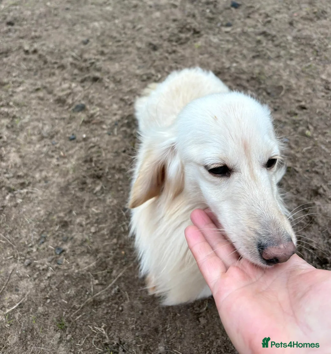 Dachshund dogs for adoption: ARNIE, a Lovely 🌭 Boy - for a Loving Home - Advert 10
