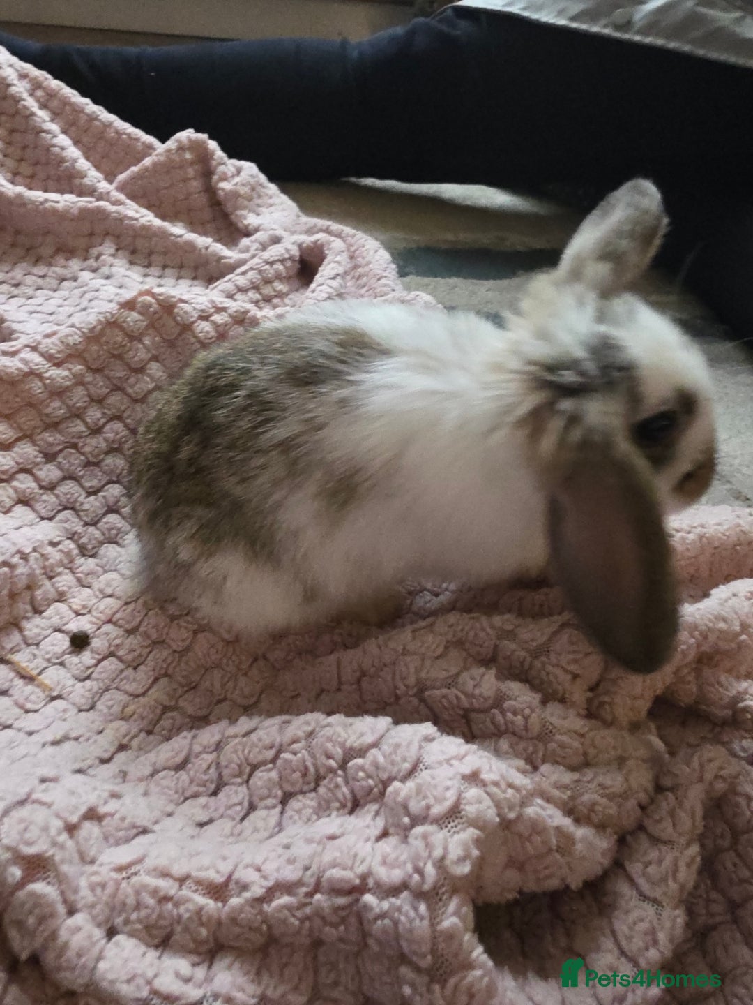 Mini Lop rabbits for sale: 🐰 Mini Lop Bunnies Looking for Forever Homes! 🏡 - Advert 4