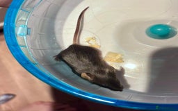 Mouse rodents for sale: Pet Fancy Mice - Adults & Babies - Image 10