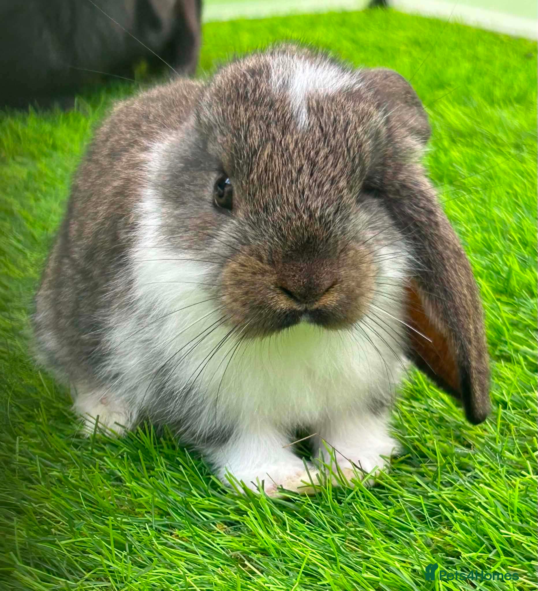 French Lop rabbits Pure French lop - Advert 2
