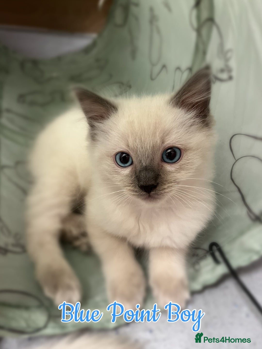 Ragdoll cats for sale: Purebred Ragdoll Kittens 😻😻 - Image 4
