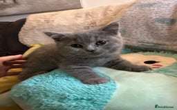 British Shorthair cats for sale: BEAUTIFUL BABY BLUE KITTENS  - Image 4
