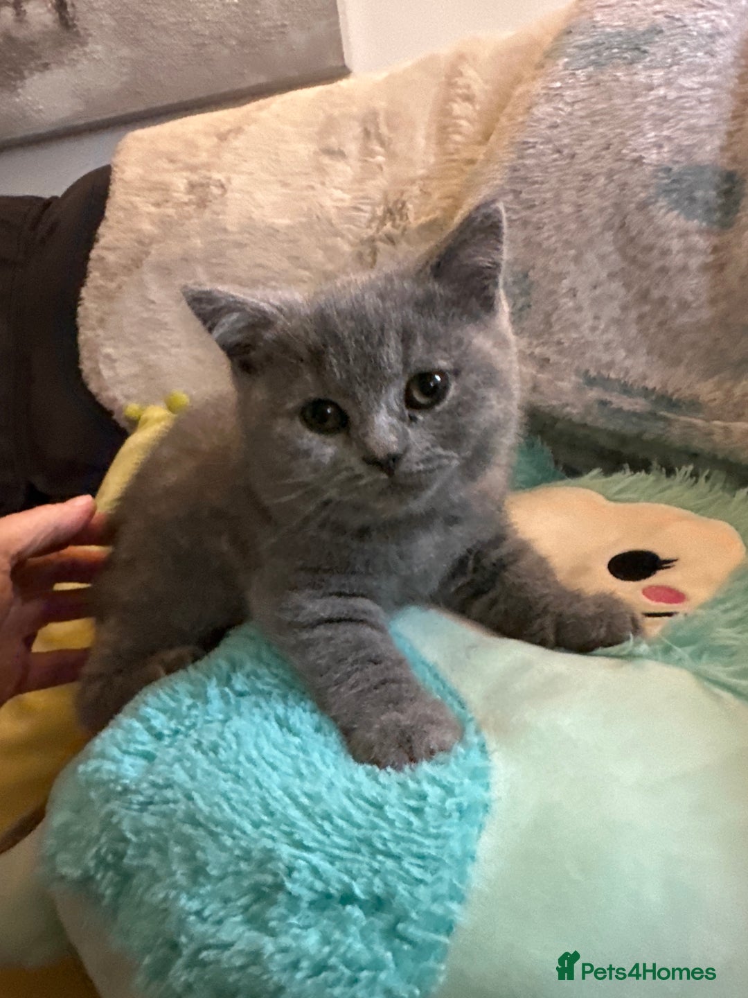 British Shorthair cats for sale: BEAUTIFUL BABY BLUE KITTENS  - Image 4