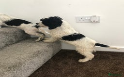 Sproodle dogs for sale: Sproodle - Image 1