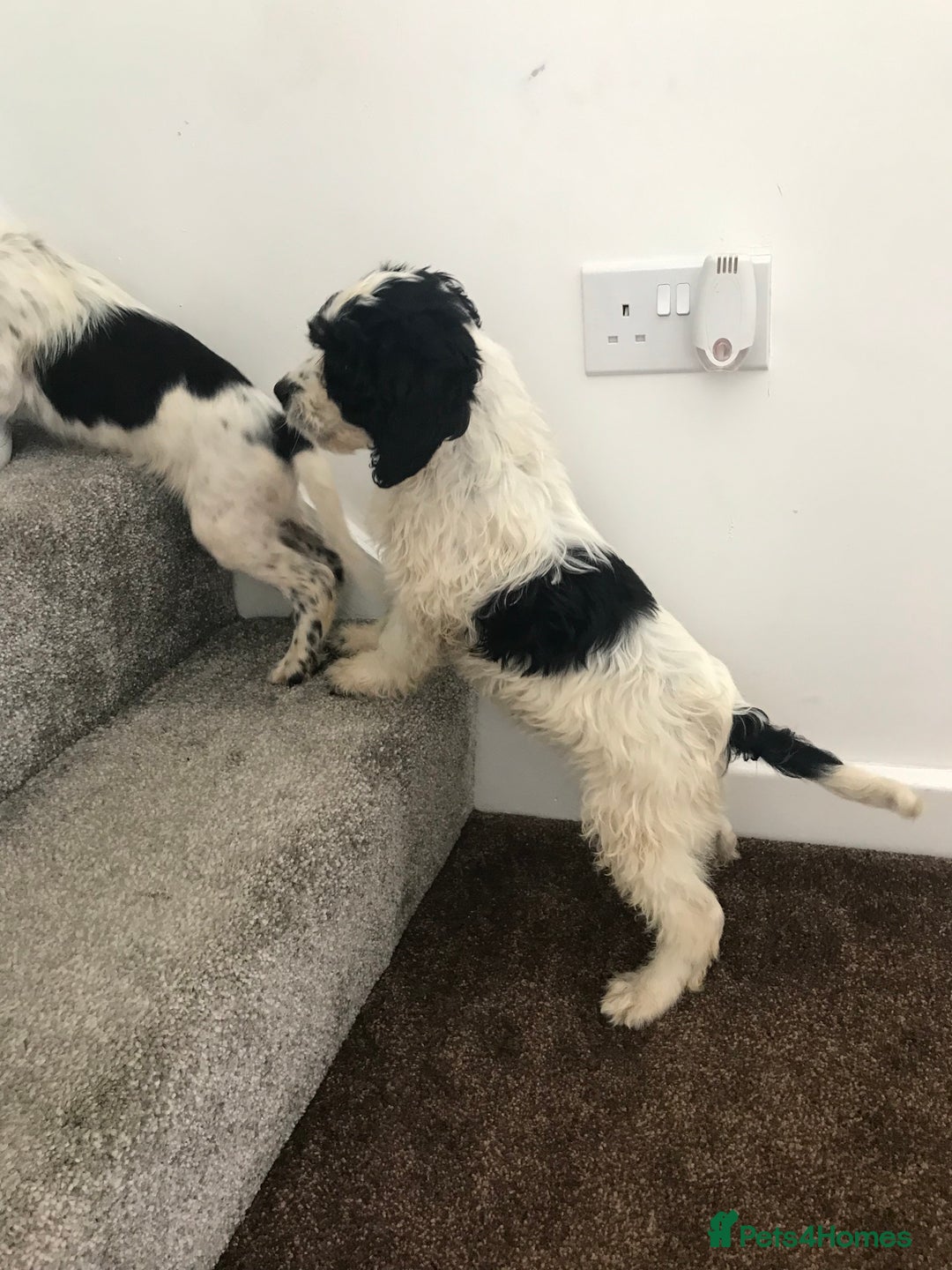Sproodle dogs for sale: Sproodle - Image 1