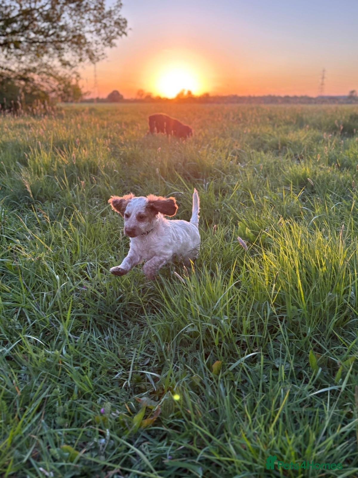 Cockapoo dogs F1 Cockapoos ..5🌟licenced breeder - Advert 2
