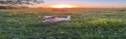Cockapoo dogs for sale: F1 Cockapoos ..5🌟licenced breeder - Advert 2