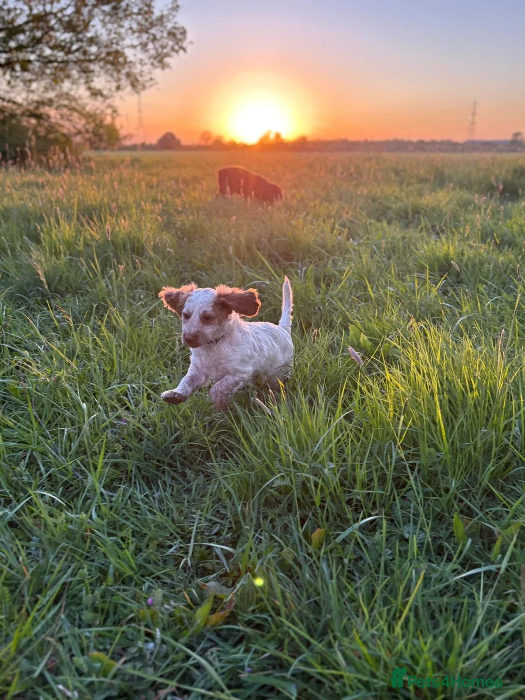 Cockapoo dogs for sale: F1 Cockapoos ..5🌟licenced breeder - Advert 2