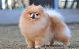 Pomeranian dogs for sale: Micro size  poms - Image 6