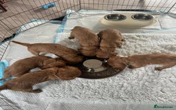Cavalier King Charles Spaniel dogs for sale: Beautiful KC reg ruby puppies, home reared - Image 8