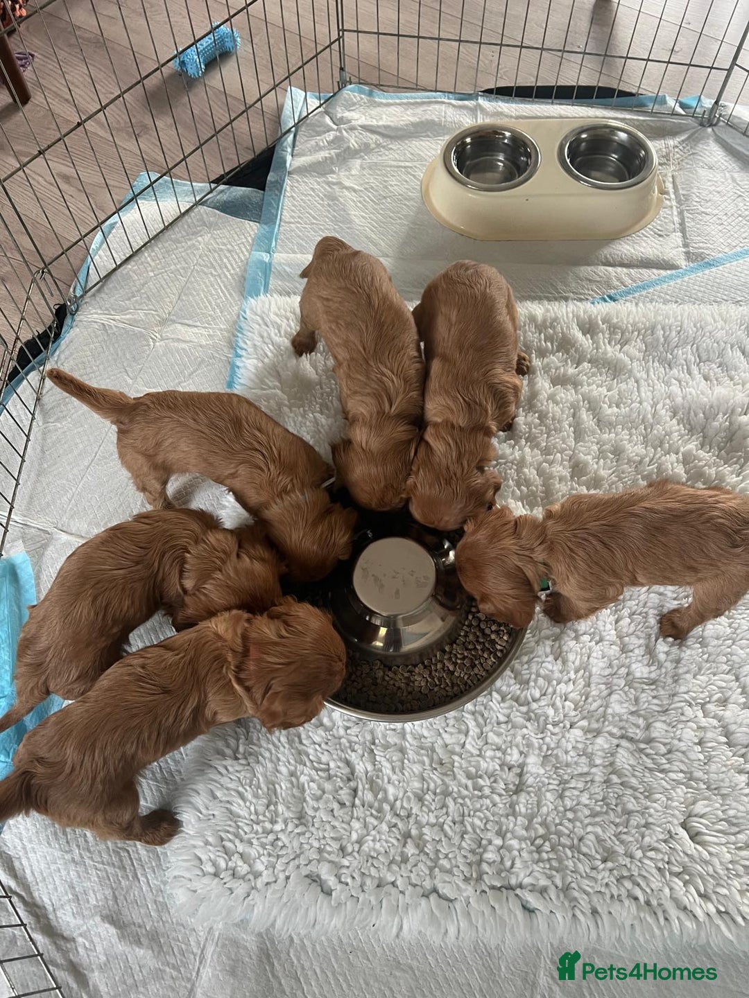 Cavalier King Charles Spaniel dogs for sale: Beautiful KC reg ruby puppies, home reared - Image 8