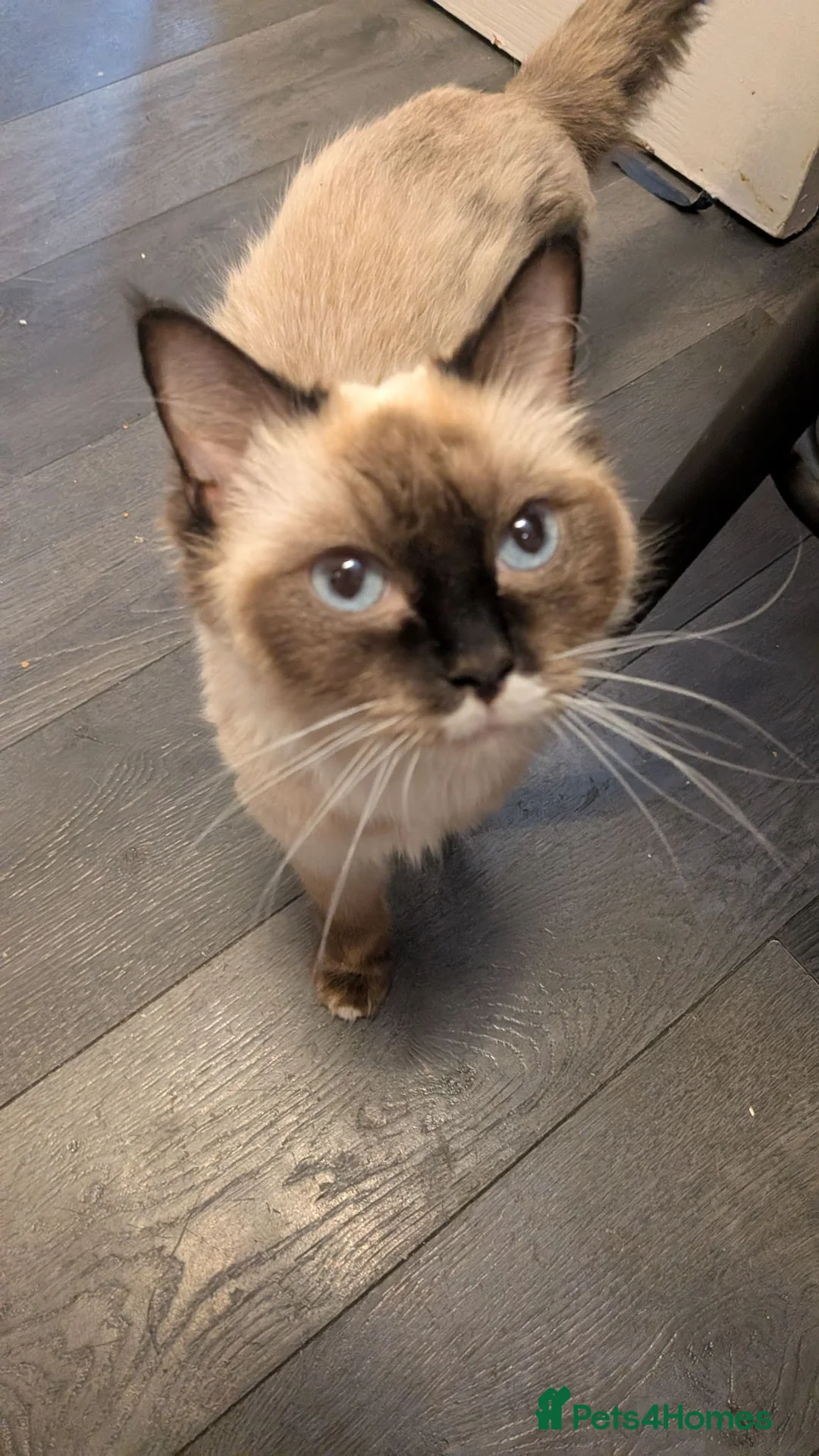 Ragdoll cats for sale: 6 purebred Ragdoll kittens reservations taken now  in Tiverton - Advert 26