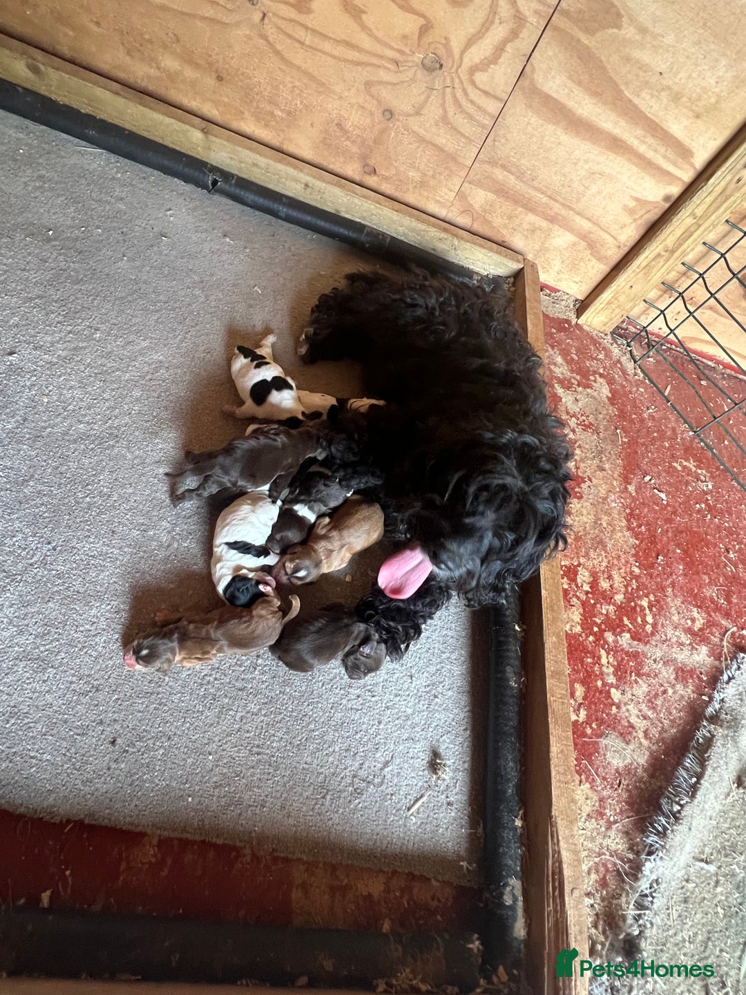 Cockapoo dogs for sale: F1B puppies - Image 12